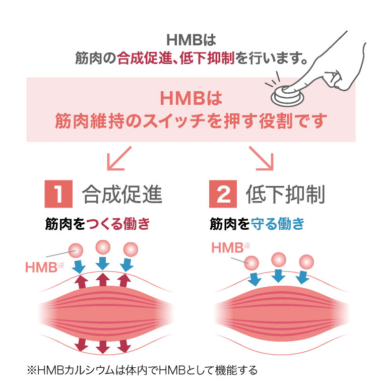 HMBが働くメカニズム。HMBは筋肉の合成促進、低下抑制を行います。HMBは筋肉維持のスイッチを押す役割です