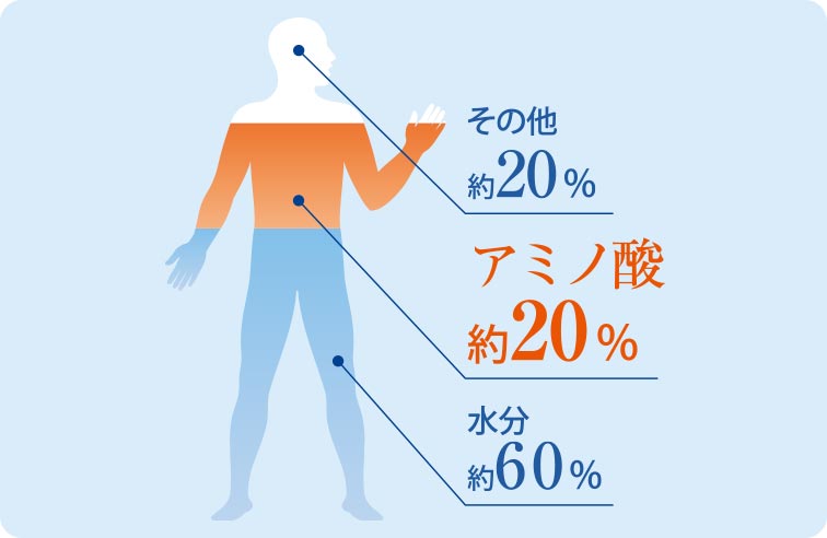 その他約20% アミノ酸約20% 水分約60%