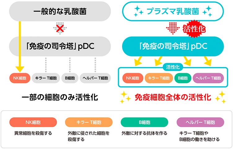 一般的な乳酸菌とプラズマ乳酸菌の違い