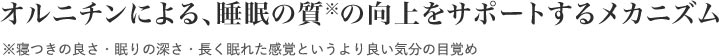オルニチンによる、睡眠の質※の向上をサポートするメカニズム ※寝つきの良さ・眠りの深さ・長く眠れた感覚というより良い気分の目覚め