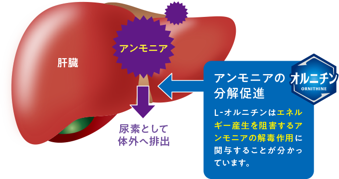 アンモニアの分解促進