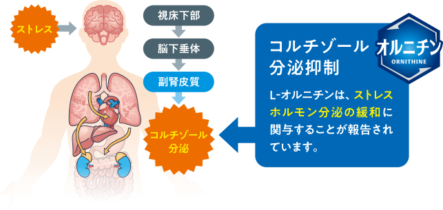 疲労感がある 朝が億劫に感じる 目覚めが気になる