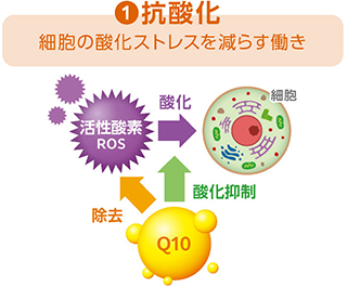 抗酸化 細胞の酸化ストレスを減らす働き