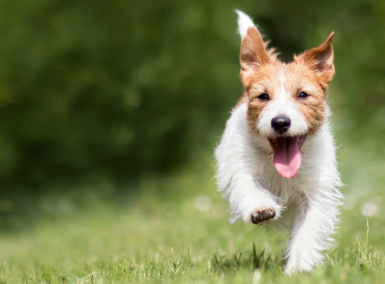 愛犬の健康を維持し免疫力を保つ