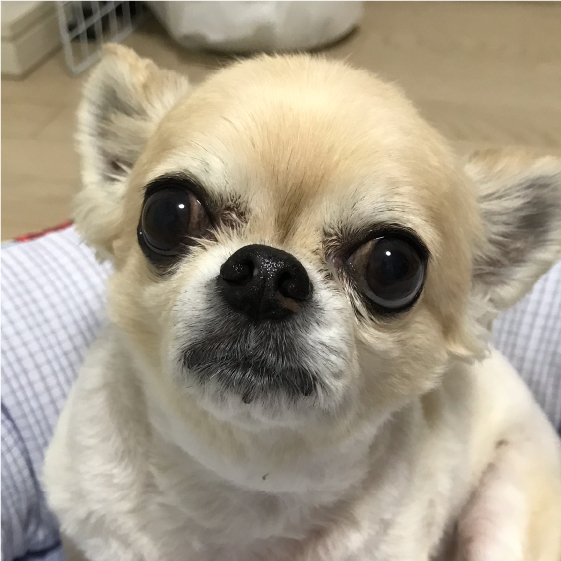 10歳（チワワ）