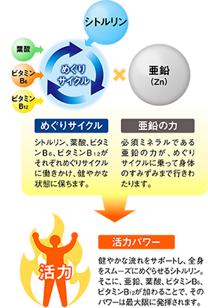 めぐりサイクル×亜鉛で活力パワー