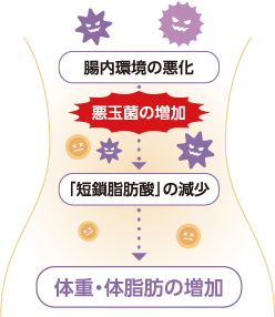 腸内環境の悪化