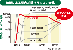 年齢による腸内細菌バランスの変化