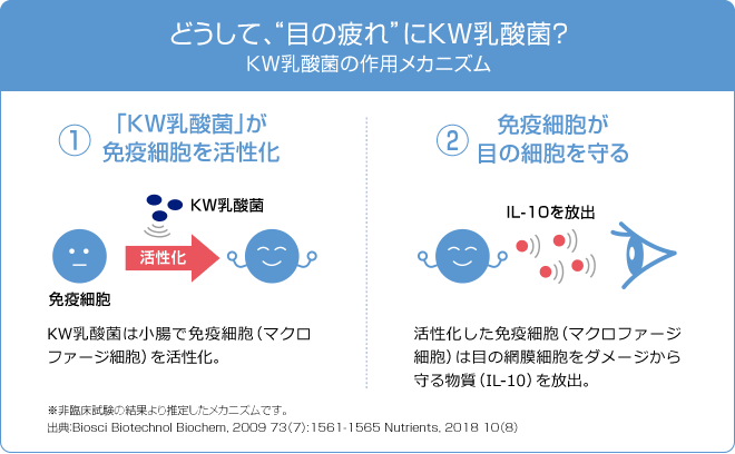 どうして、“目の疲れ”にKW乳酸菌? KW乳酸菌の作用メカニズム